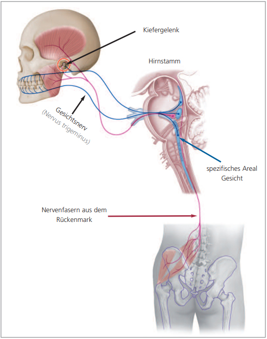 Beckenschiefstellung · Fachzahnärzte für Kieferorthopädie · Dr. Fricke & Dr. Ritschel