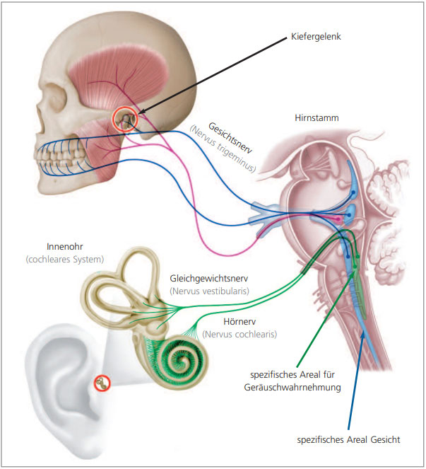 Tinnitus & Schwindel · Fachzahnärzte für Kieferorthopädie · Dr. Fricke & Dr. Ritschel